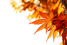 obraz jeseň klope na dvere autumn listy
